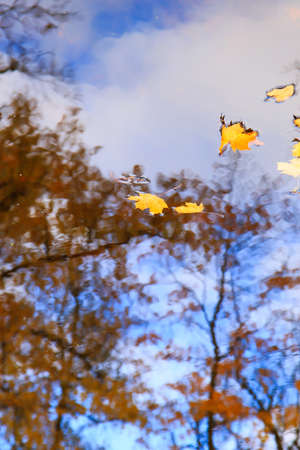 multi-colored bright autumn maple leaf in lake waterの写真素材