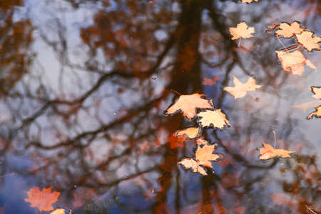 multi-colored bright autumn maple leaf in lake water