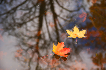 multi-colored bright autumn maple leaf in lake water