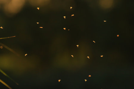 Mosquitos swarm flying in sunset lightの写真素材