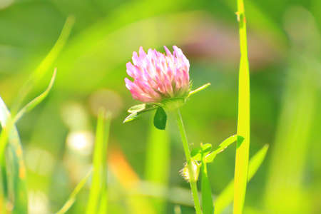 green grass and vegetation on the fieldの写真素材