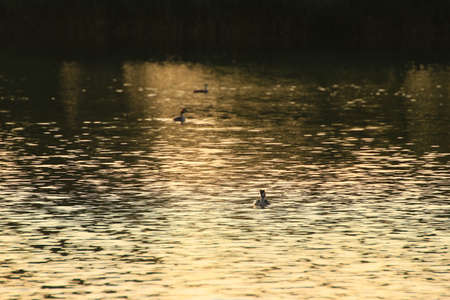 The wild goose float in the evening lake while the golden light reflected in the beautiful water...
