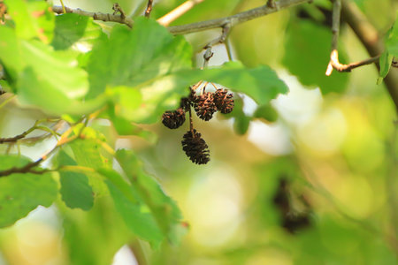 Pine Cone And Branches in the park