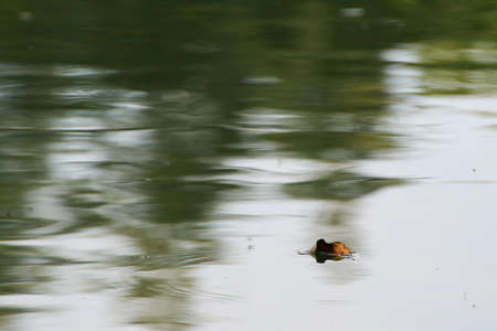 yellow leaf floating on water near the river stream