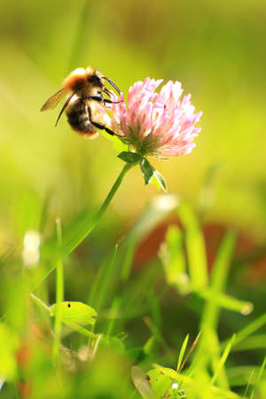 A bumblebee pollinating Trifolium pratense, the red cloverの写真素材