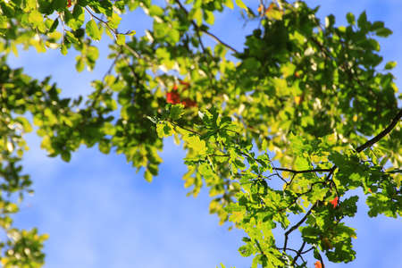 tree branches with blue sky background