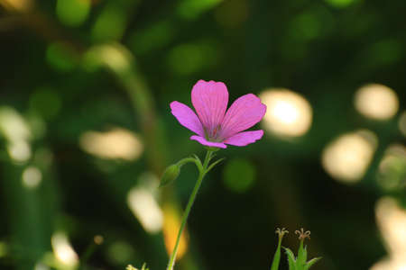 Pink wild flower on a green background