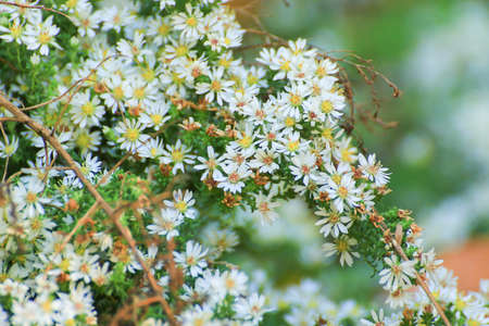 Closeup of beautiful white flowers in the park
