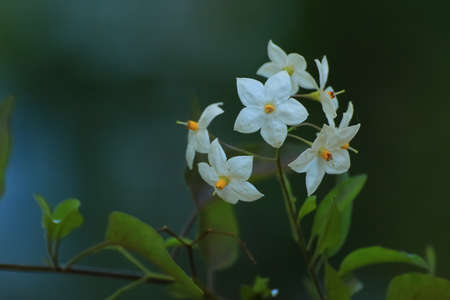 Closeup of beautiful white flowers in the parkの写真素材