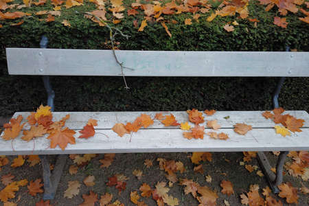 Autumn trees and leaves in the park