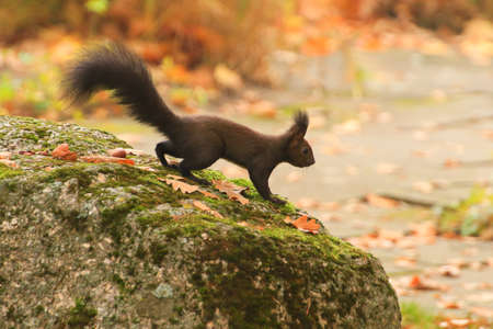 european red squirrel eating nuts in the park