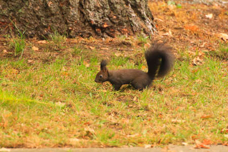 european red squirrel eating nuts in the park