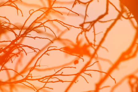 abstract image of autumn branches and leaves reflected in a pond