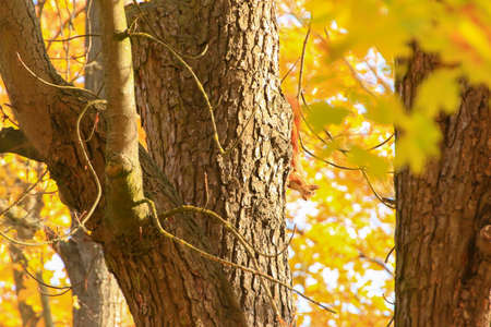 Portrait of Eurasian red squirrel climbing on tree in the parkの写真素材