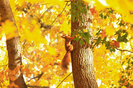Portrait of Eurasian red squirrel climbing on tree in the parkの写真素材