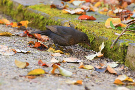 Common Blackbird (Turdus merula) Eurasian Blackbird on a tree branchの写真素材