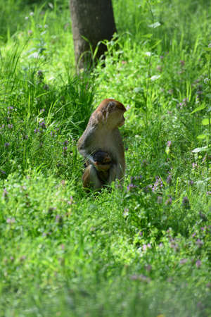A mother monkey is feeding her cubs in the middle of the forest.
