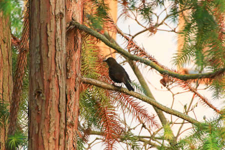 a common blackbird (Turdus merula) sitting on a tree branch