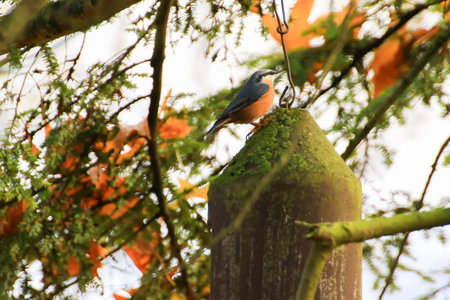 The Eurasian nuthatch or wood nuthatch (Sitta europaea) is a small passerine bird with blue back and orange lower part of body and a white head with black maskの写真素材