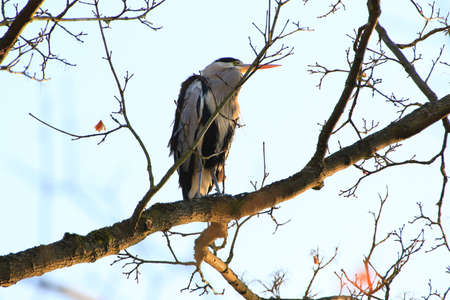 Closeup shot of a Gray Heron sitting on tree branchesの写真素材
