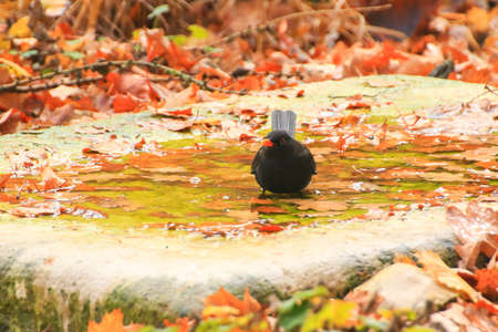 Common Blackbird (Turdus merula) is having a bath in a public pool in the park