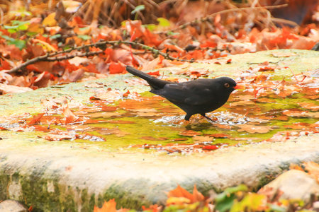 Common Blackbird (Turdus merula) is having a bath in a public pool in the parkの写真素材