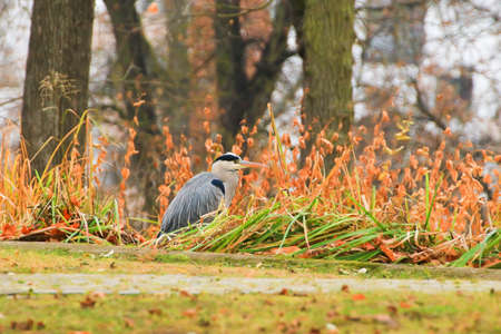 Regensburg, Germany: gray heron near a pond in Autumn seasonの写真素材