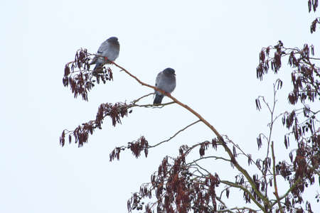 The common wood pigeon (Columba palumbus) is a large species in the dove and pigeon family. Bird with gray plumage sitting on the branches in winter seasonの写真素材