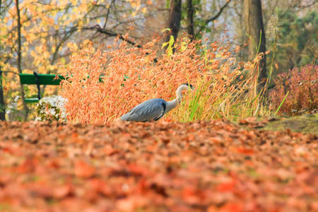 Regensburg, Germany: gray heron near a pond in Autumn seasonの写真素材