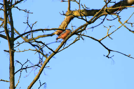 The Eurasian nuthatch or wood nuthatch (Sitta europaea) is a small passerine bird with blue back and...