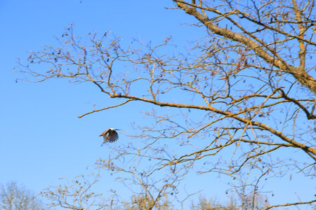 Garrulus glandarius. Bird in autumn colors. The wild nature of the Germany. Beautiful and colorful autumn.の写真素材