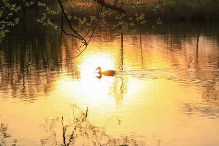 Regensburg, Germany: wild duck swimming on a golden lake while sunset is reflecting in the water. Minimalistic picture with silhouette of the water bird.の写真素材