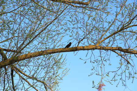 Regensburg, Germany: a common blackbird (Turdus merula) sitting on a tree branchの写真素材