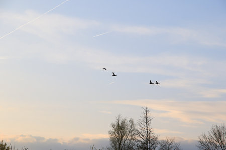 Regensburg, Germany: flying ducks against an evening landscapeの写真素材
