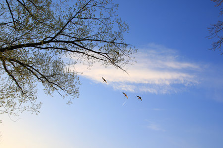 Regensburg, Germany: flying ducks against an evening landscapeの写真素材