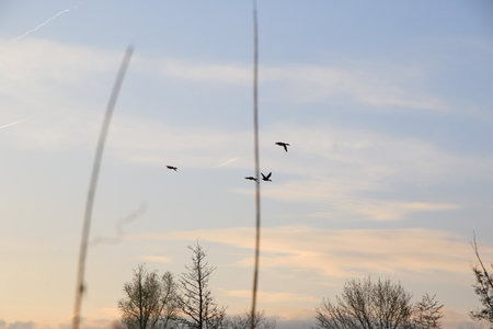 Regensburg, Germany: flying ducks against an evening landscapeの写真素材