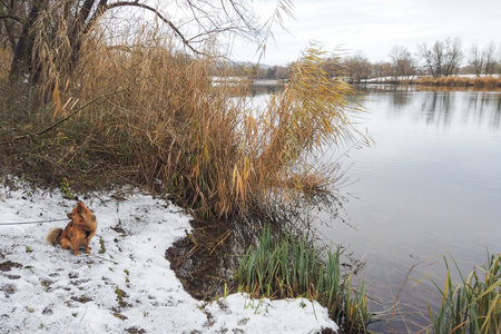 Regensburg, Germany: photo of a brown dog near the danube riverの写真素材