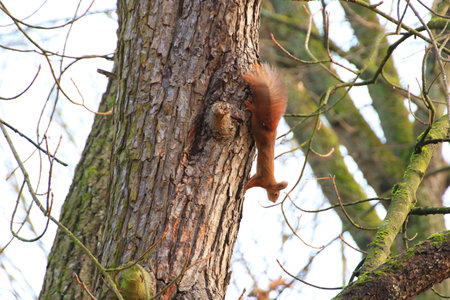 Regensburg, Germany: curious red squirrel peeking behind the tree trunkの写真素材