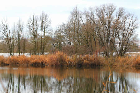 Regensburg, Germany:  white snow on a bare tree branches on a frosty winter day near the lake