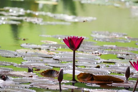 Close up view of couple of red waterlily in blomm floating on the lake