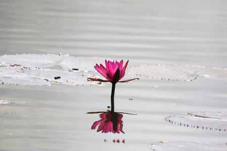 Close up view of a pink waterlily in bloom floating on the lake