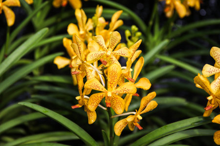 Yellow orchid flower in Singapore Botanical Garden