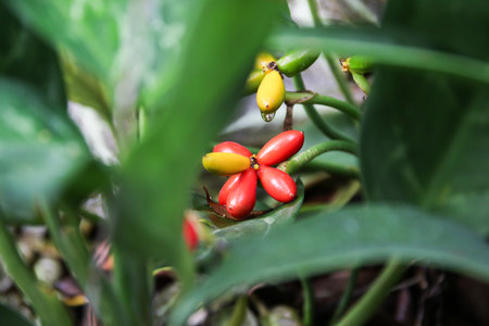Vibrant red fruits nestled among lush foliage showcase natures beauty in Singapores prestigious UNESCO World Heritage botanical sanctuaryの写真素材