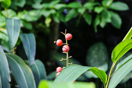 Vibrant red fruits nestled among lush foliage showcase natures beauty in Singapores prestigious UNESCO World Heritage botanical sanctuaryの写真素材