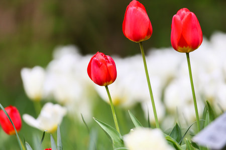 A close up view of vibrant red and yellow wild tulips in the park showcasing their beauty during springtime.の写真素材