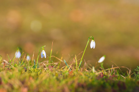 Delicate wild snowdrops reveal intricate details in a peaceful park showcasing the beauty of nature during springtime.の写真素材