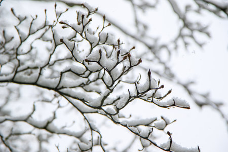 A close view of branches covered in snow showcasing the tranquility of winter nature.