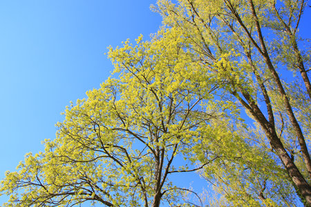 Beautiful spring day in the park where vibrant green grass and tall trees create a peaceful and...