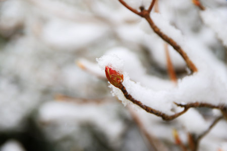 A close view of magnolia bud flowers covered in snow showcasing the beauty and tranquility of winter nature.の写真素材