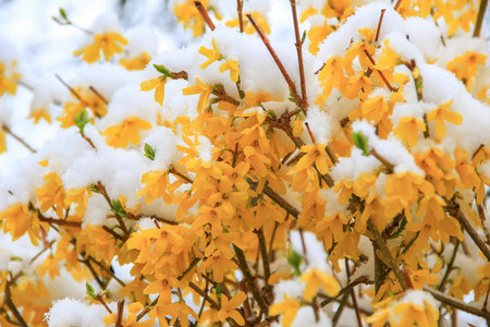 A close view of yellow flowers covered in snow highlighting the contrast between vibrant colors and winter's peaceful touch.の写真素材